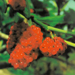 Carica immagine nel visualizzatore Galleria, GELSO ROSSO - Morus rubra
