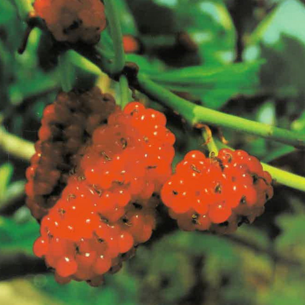 GELSO ROSSO - Morus rubra