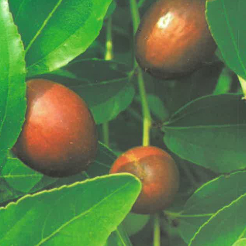GIUGGIOLO GIGANTE - Ziziphus jujuba
