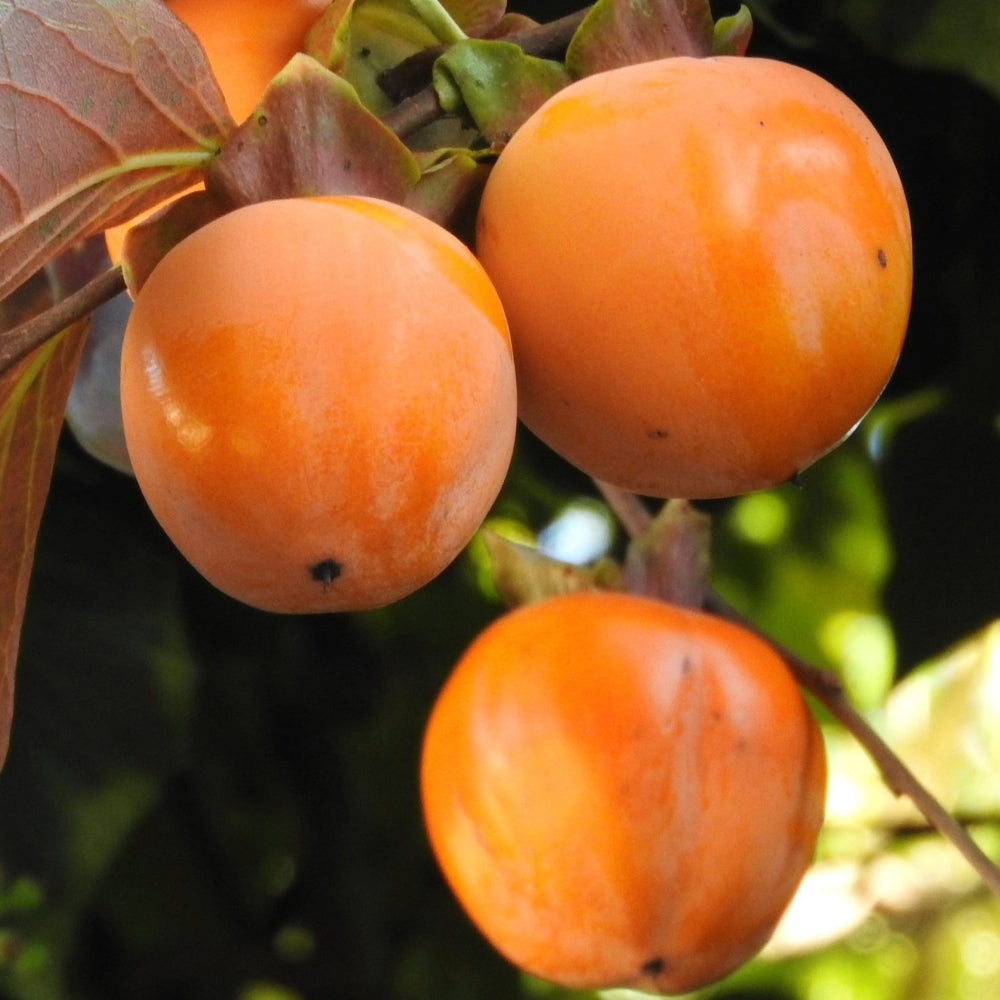 CACO CIOCCOLATINO - Diospyros kaki