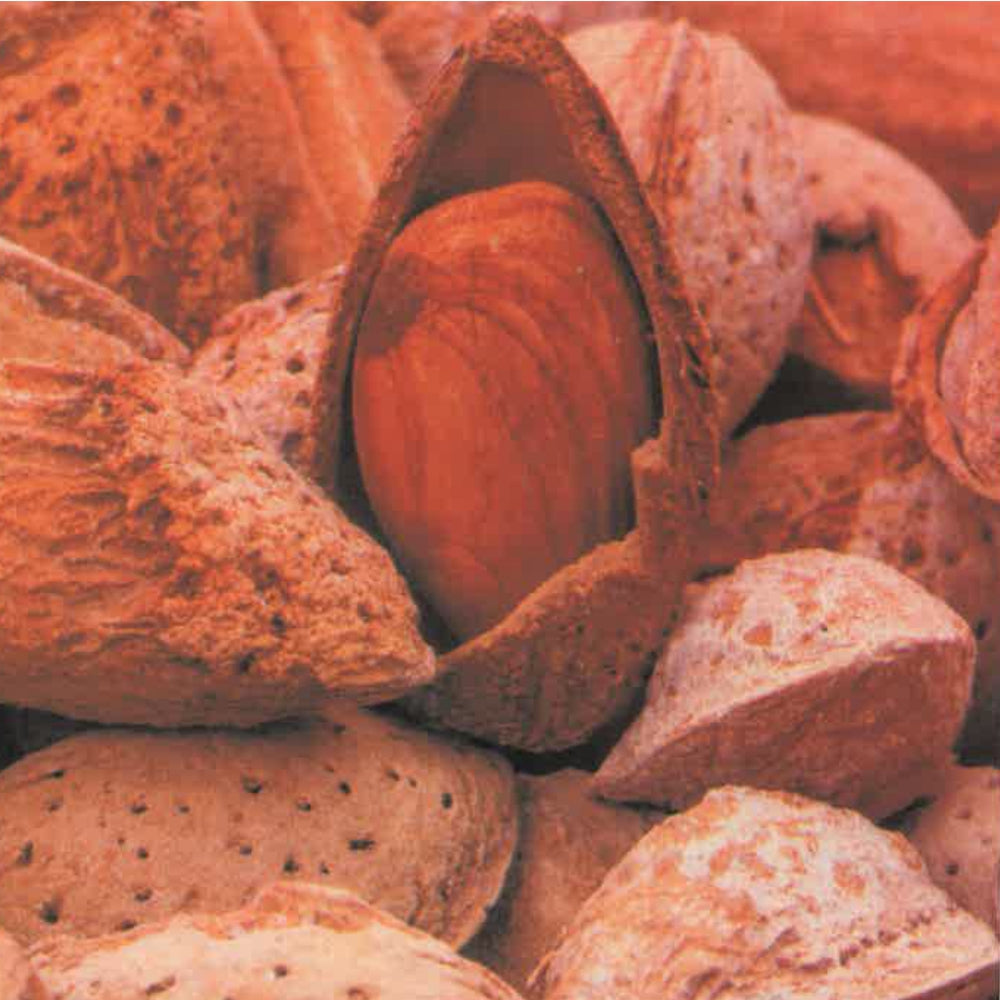 MANDORLO GENCO - Prunus dulcis