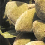 Carica immagine nel visualizzatore Galleria, MANDORLO GUARA - Prunus dulcis

