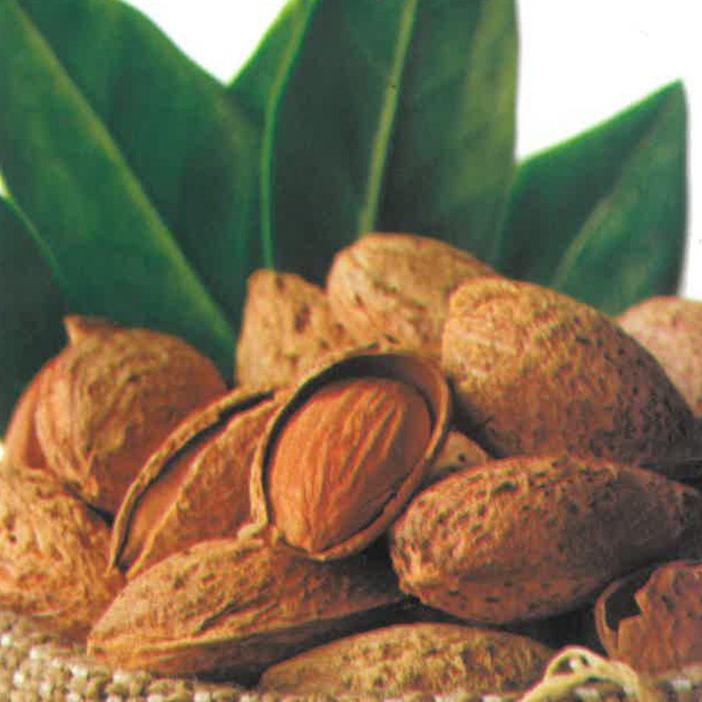 MANDORLO TUONO - Prunus Dulcis