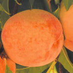 Carica immagine nel visualizzatore Galleria, PERCOCO BABY GOLD 9 - Prunus persica
