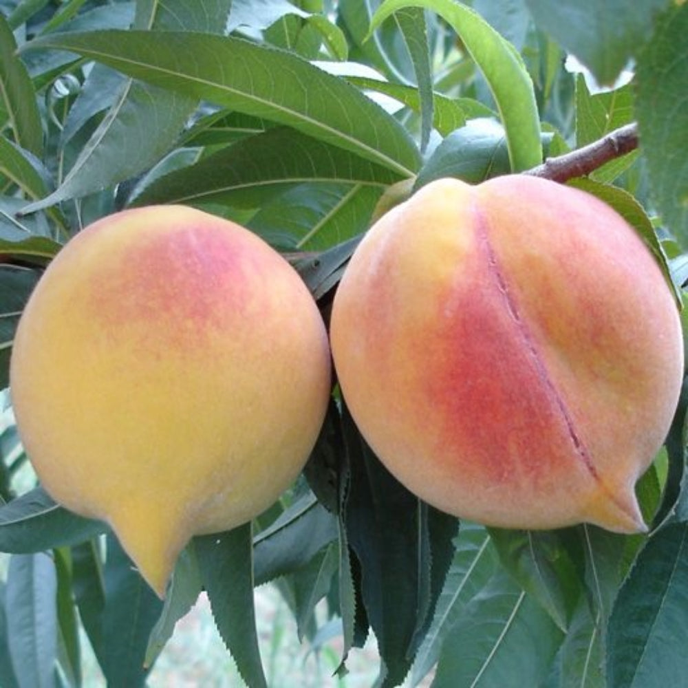 PERCOCO BIANCO SETTEMBRINO - Prunus persica