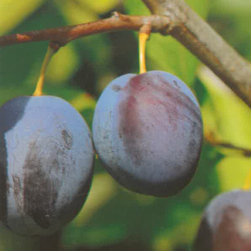 SUSINO STANLEY - Prunus domestica