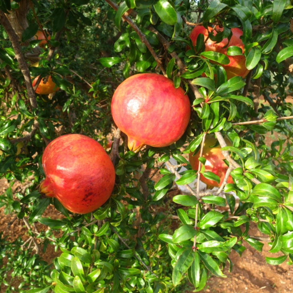 MELOGRANO DENTE DI CAVALLO - Punica granatum
