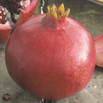 Carica immagine nel visualizzatore Galleria, MELOGRANO DA FRUTTO - Punica granatum ‘Wonderful’
