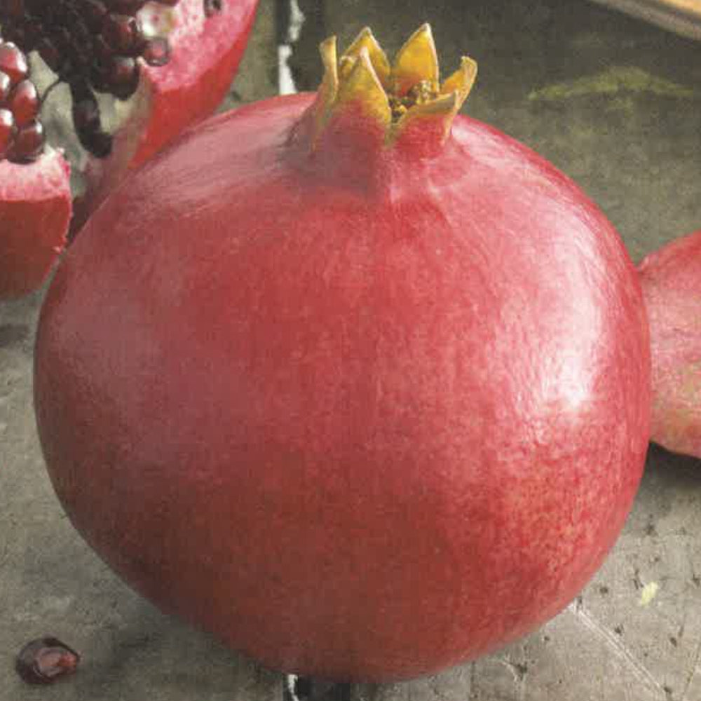 MELOGRANO DA FRUTTO - Punica granatum ‘Wonderful’