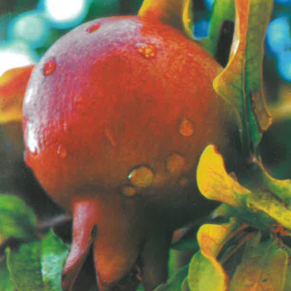 MELOGRANO MOLLAR DE ELCHE - Punica granatum