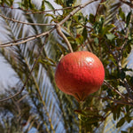 Carica immagine nel visualizzatore Galleria, MELOGRANO ACCO - Punica granatum
