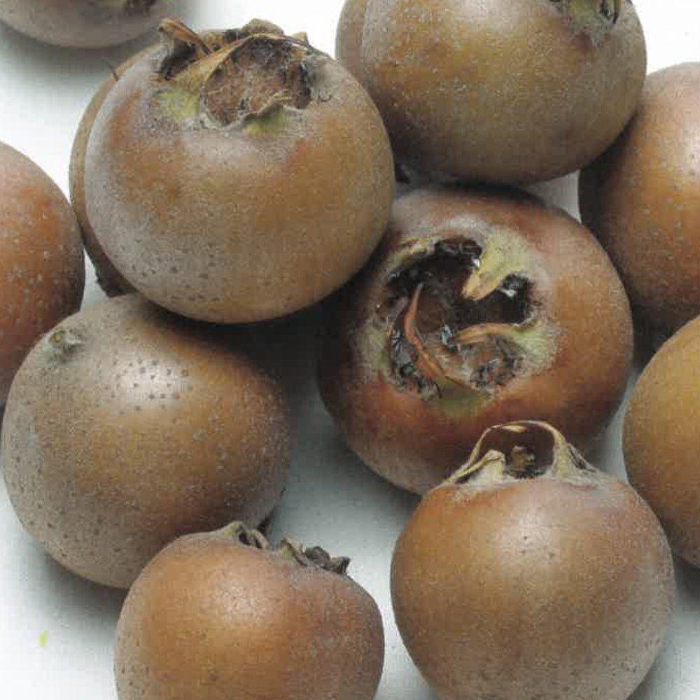 NESPOLO DI GERMANIA FRUTTO ANTICO - Mespilus germanica