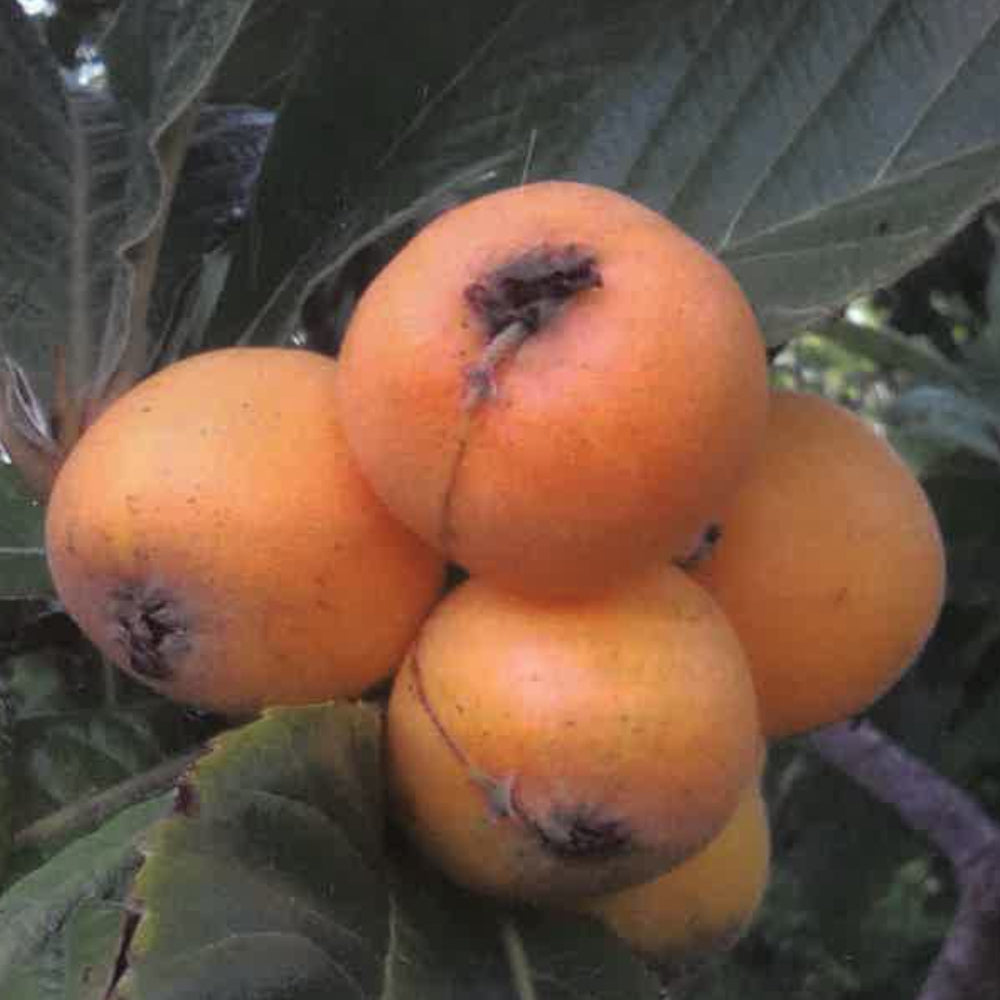 NESPOLO DEL GIAPPONE - Eriobotrya japonica