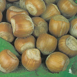 Carica immagine nel visualizzatore Galleria, NOCCIOLO MORTARELLA - Corylus avellana

