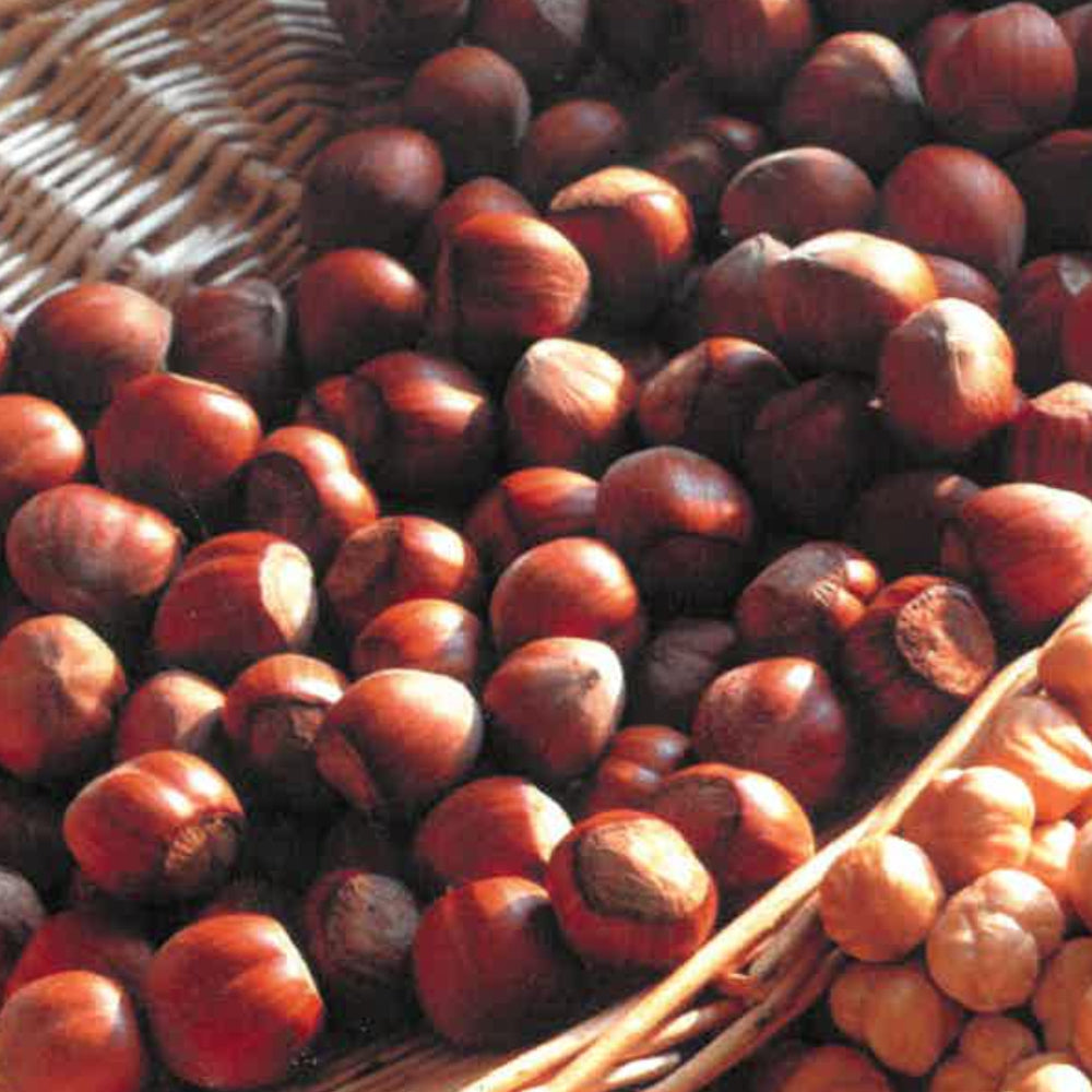 NOCCIOLO GIFFONI - Corylus avellana