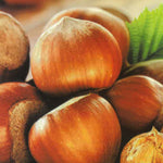 Carica immagine nel visualizzatore Galleria, NOCCIOLO TONDA GENTILE DELLE LANGHE - Corylus avellana
