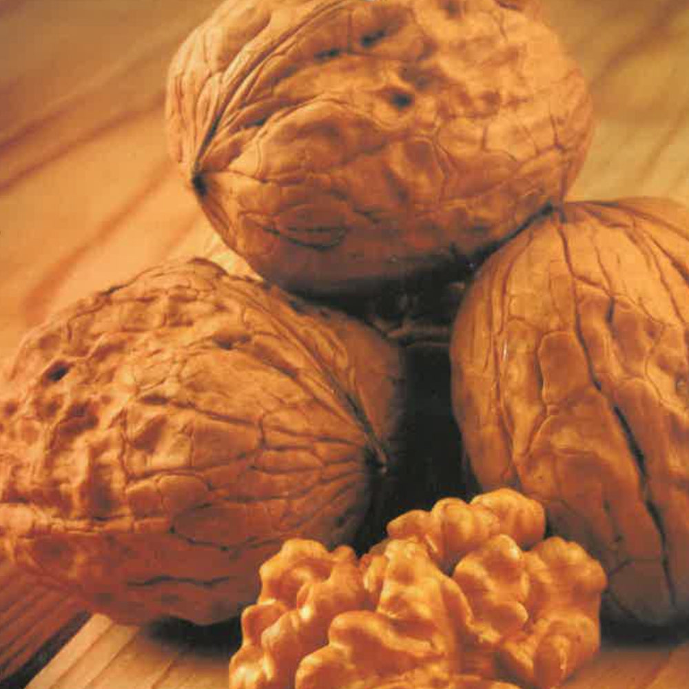 NOCE DI SORRENTO - Juglans regia