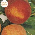 Carica immagine nel visualizzatore Galleria, PESCA MY CREST - Prunus persica
