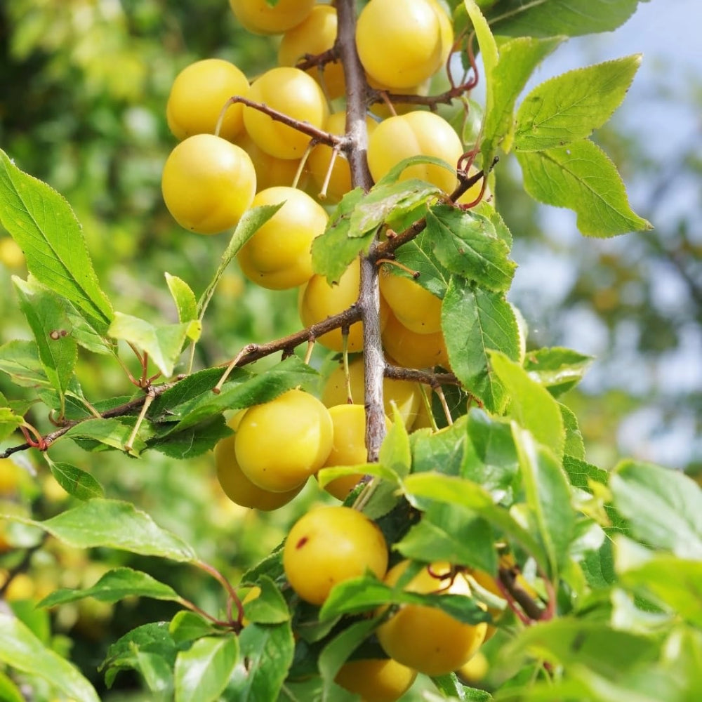 SUSINO GOCCIA D'ORO /SHIRO - Prunus salicina