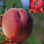 Carica immagine nel visualizzatore Galleria, PESCA SANGUINELLA - Prunus persica
