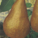 Carica immagine nel visualizzatore Galleria, PERO KAISER - Pyrus communis
