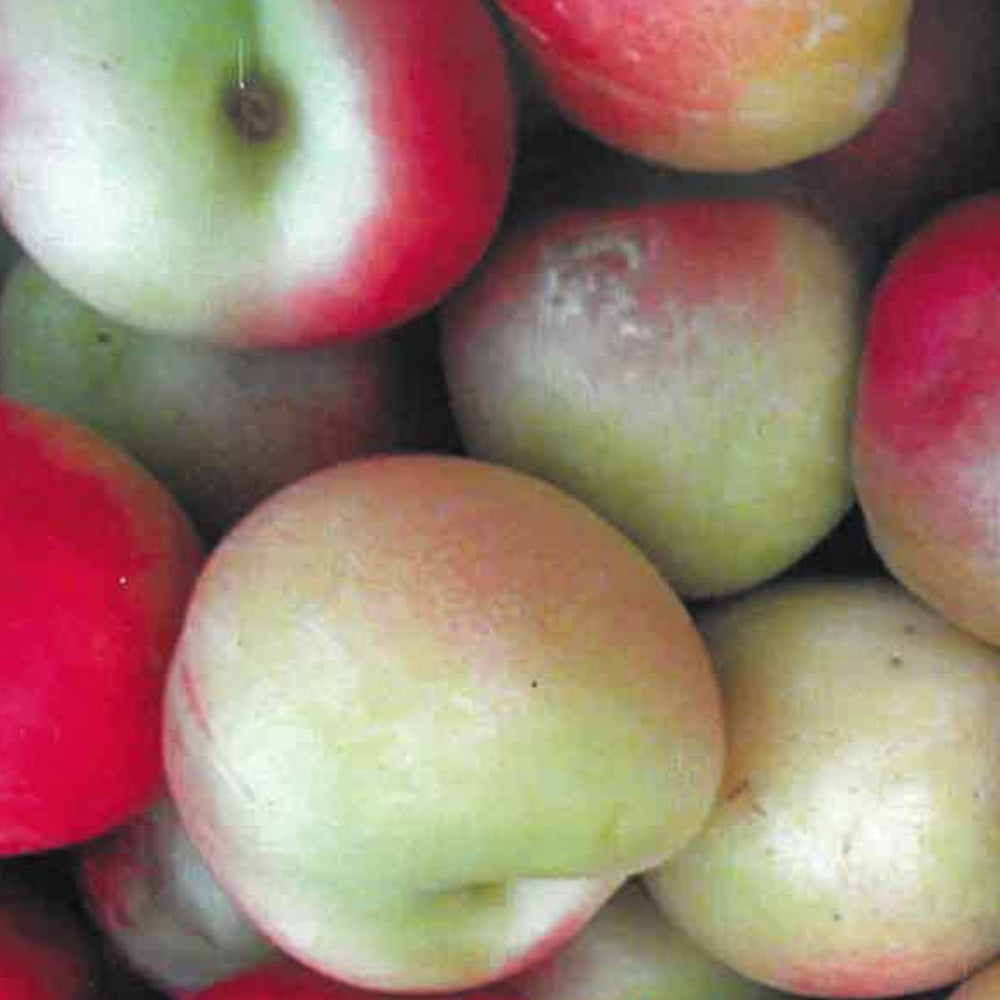 PESCA NOCE AMBRA - Prunus persica