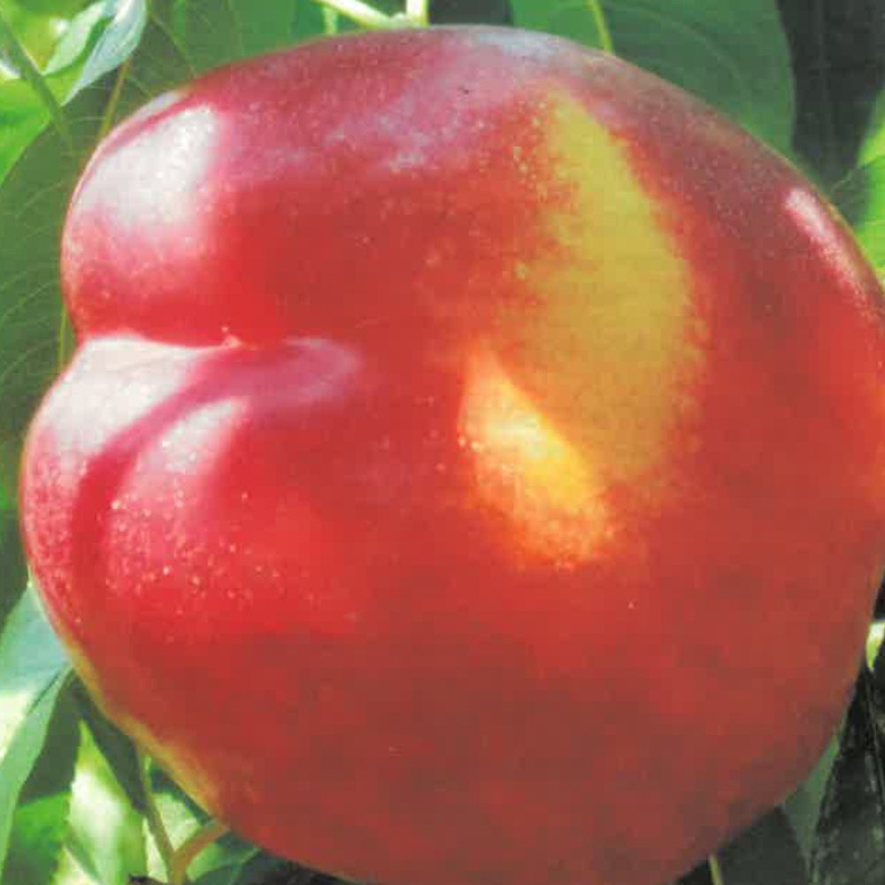 PESCA NOCE NECTAROSS - Prunus persica