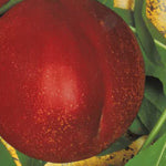 Carica immagine nel visualizzatore Galleria, PESCA NOCE SNOW QUEEN - Prunus persica
