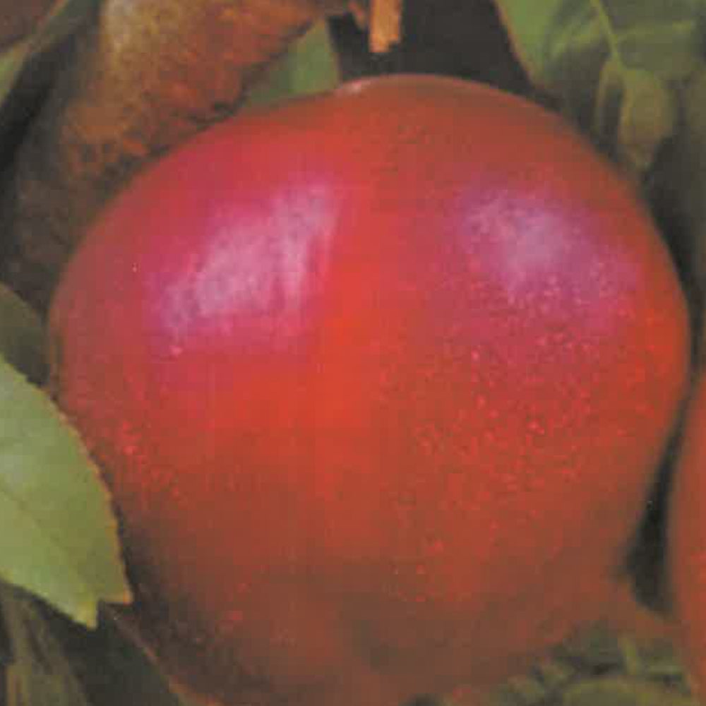 PESCA NOCE VENUS - Prunus persica