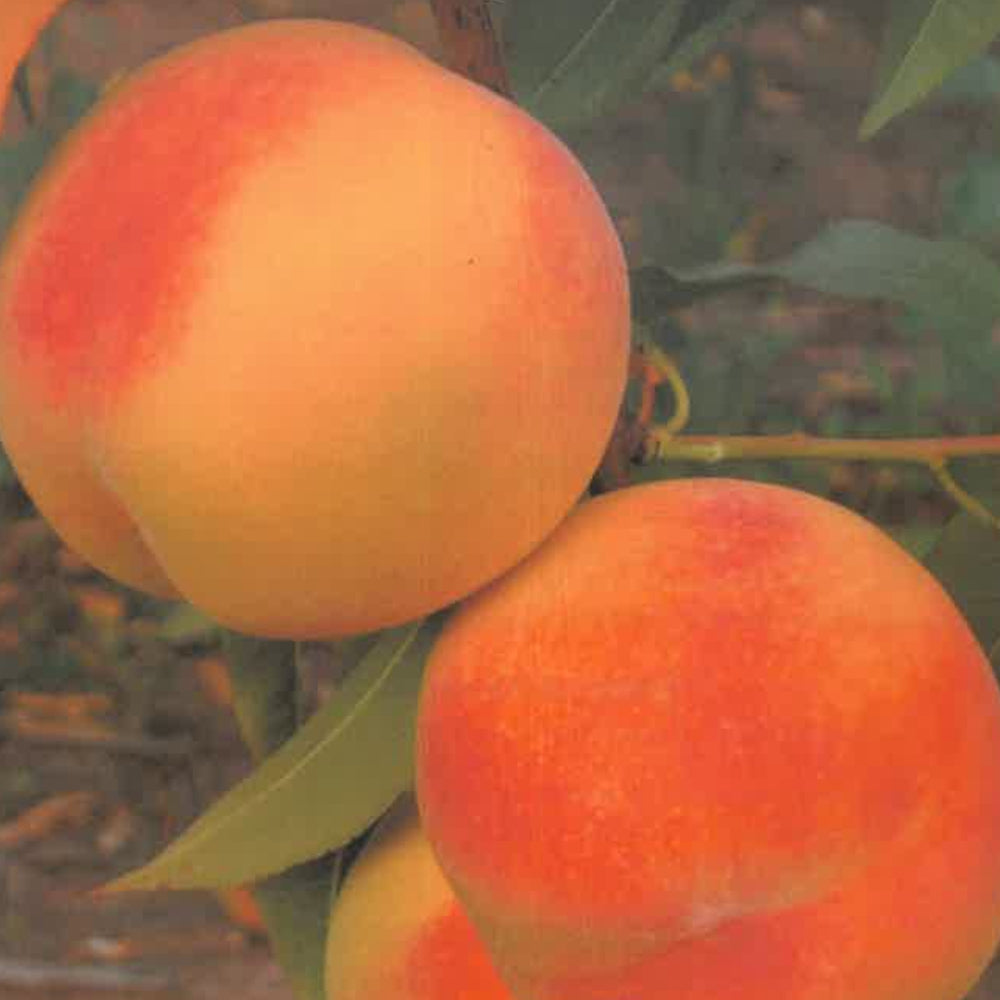 PESCA NOCE ORION - Prunus persica
