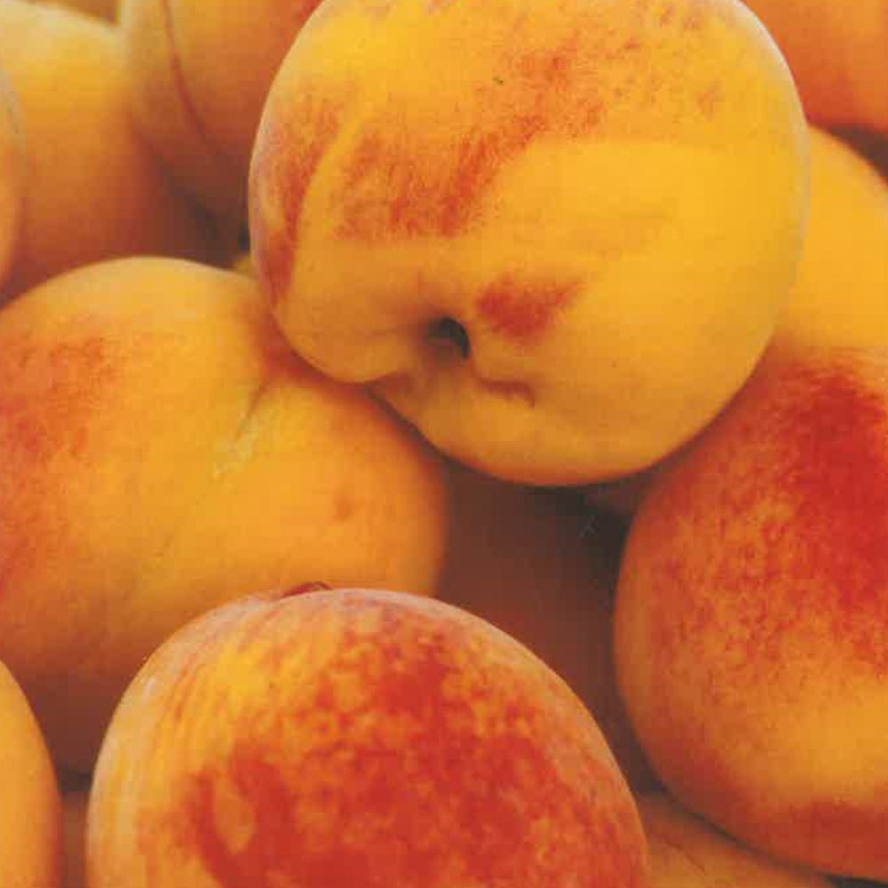 PERCOCO BABY GOLD 5 - Prunus persica