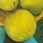 Carica immagine nel visualizzatore Galleria, SUSINO REG. CLAUDIA GIALLA FRUTTO ANTICO - Prunus domestica
