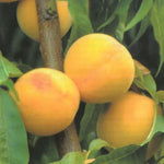 Carica immagine nel visualizzatore Galleria, PERCOCO ROMEA - Prunus persica
