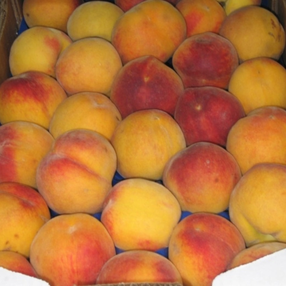 PERCOCO EGEA - Prunus persica