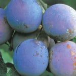 Carica immagine nel visualizzatore Galleria, SUSINO PRESIDENT - Prunus domestica
