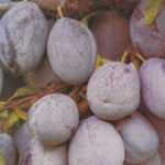 Carica immagine nel visualizzatore Galleria, SUSINO BLUFREE - Prunus × dasycarpa

