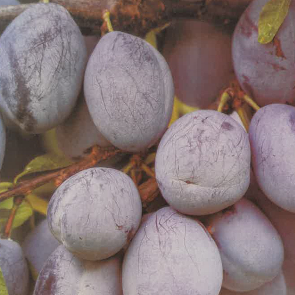SUSINO BLUFREE - Prunus × dasycarpa