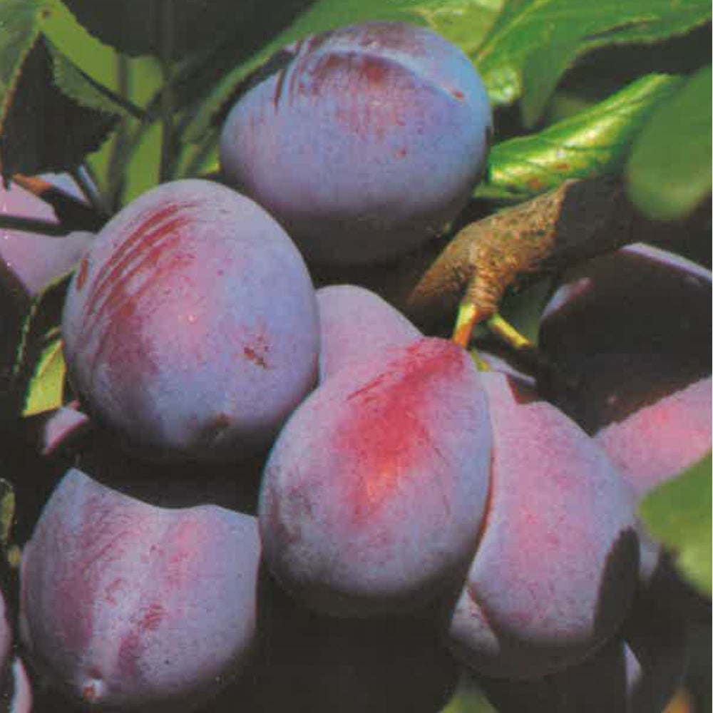 SUSINO CALIFORNIA BLUE - Prunus domestica