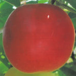 Carica immagine nel visualizzatore Galleria, SUSINO BIRICOCCOLO FRUTTO ANTICO - Prunus × dasycarpa
