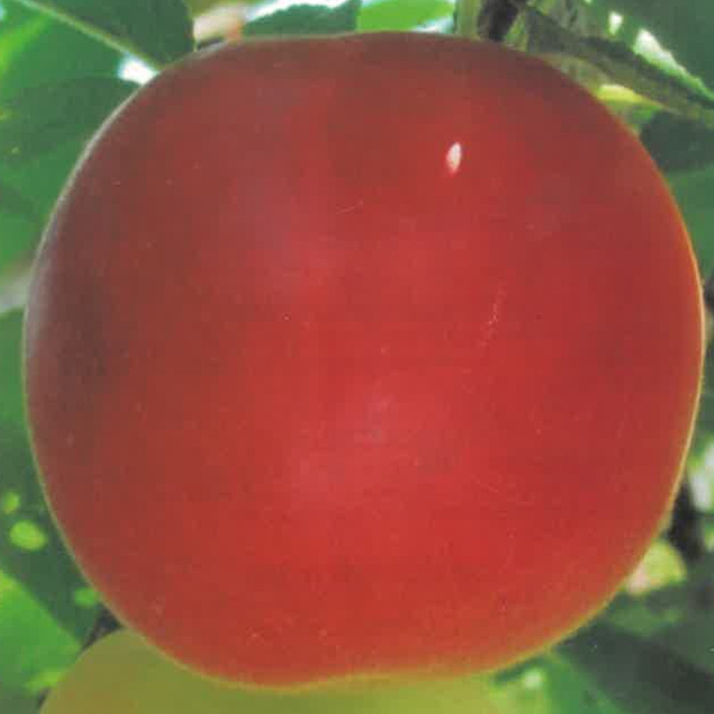 SUSINO BIRICOCCOLO FRUTTO ANTICO - Prunus × dasycarpa