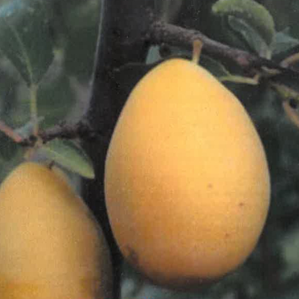 SUSINO COSCIA DI MONACA FRUTTO ANTICO - Prunus domestica