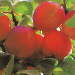 Carica immagine nel visualizzatore Galleria, SUSINO FORMOSA - Prunus domestica
