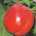 Carica immagine nel visualizzatore Galleria, PESCA NOCE BIG TOP - Prunus persica
