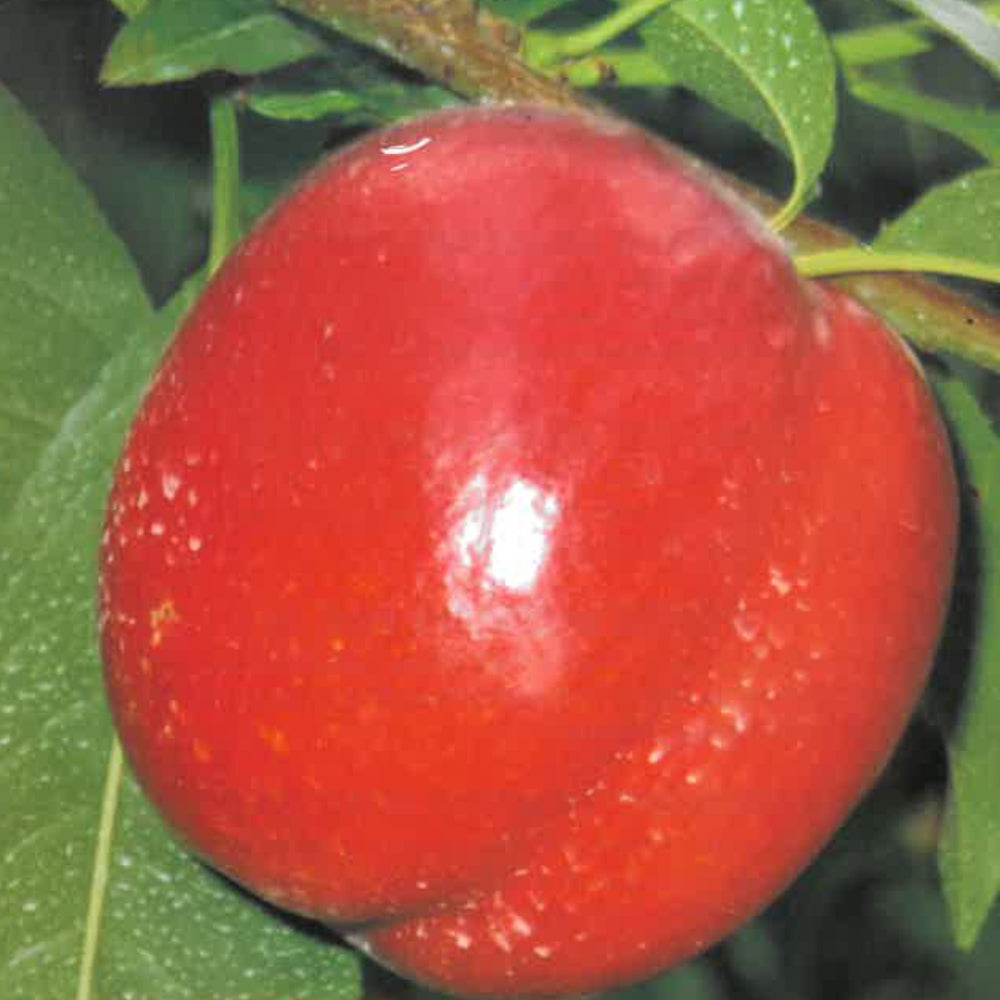 PESCA NOCE BIG TOP - Prunus persica