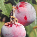 Carica immagine nel visualizzatore Galleria, SUSINO OBILNAJA - Prunus domestica

