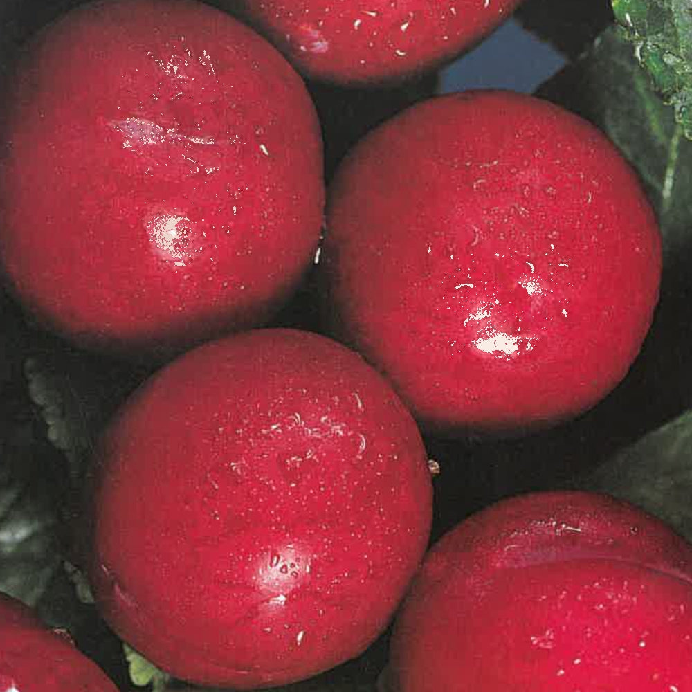 SUSINO PRUGNA D'ITALIA FRUTTO ANTICO - Prunus domestica