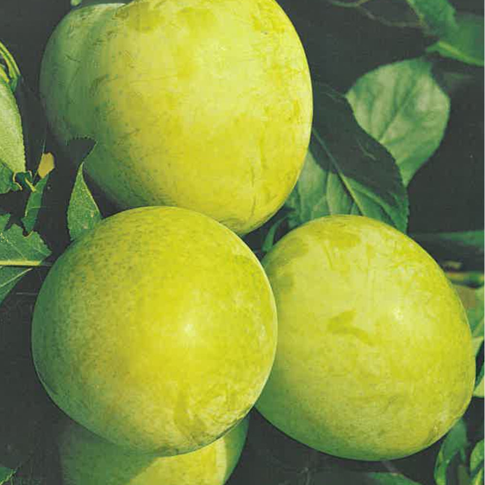 SUSINO REG.CLAUDIA VERDE FRUTTO ANTICO - Prunus domestica