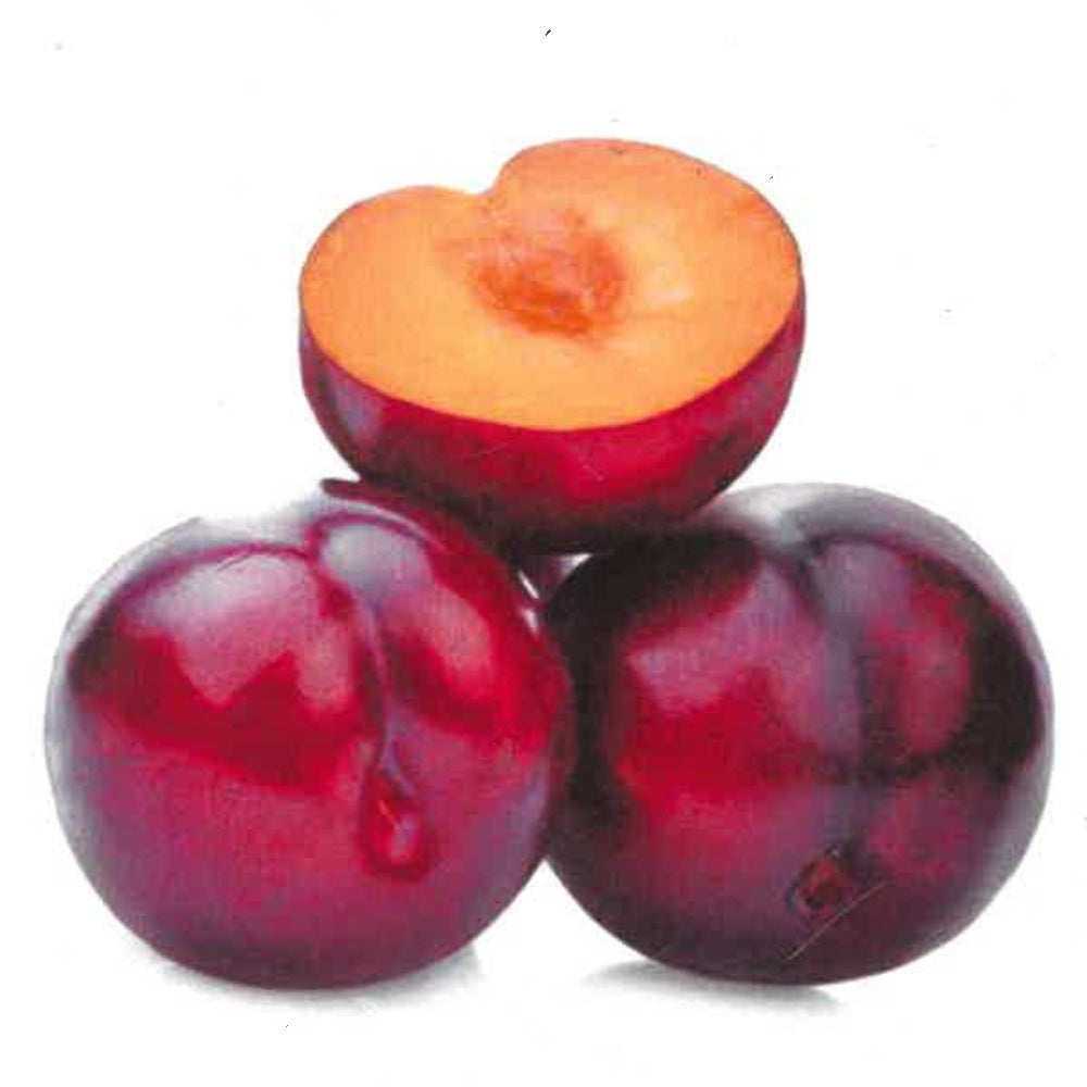 SUSINO ROSSA D'AUTUNNO - Prunus domestica
