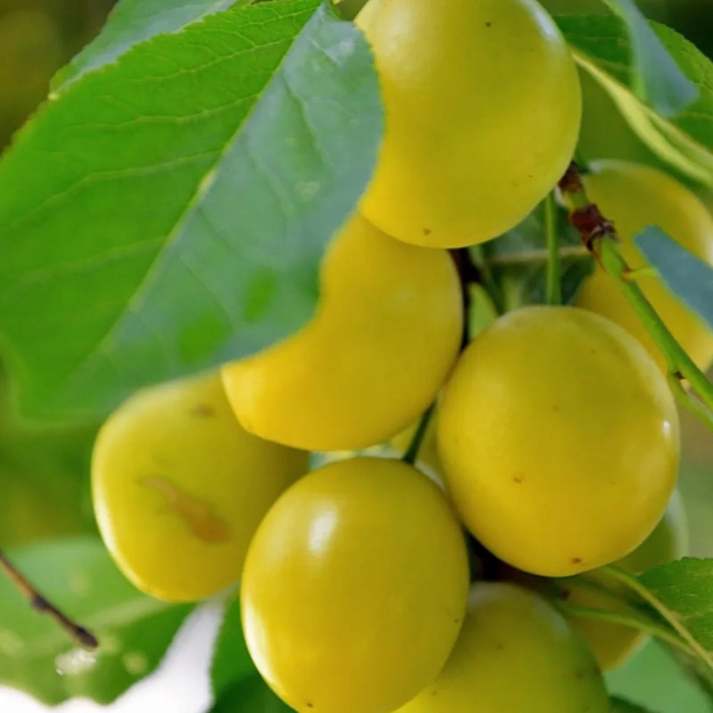 SUSINO S. FRANCESCO - Prunus domestica