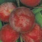 Carica immagine nel visualizzatore Galleria, SUSINO SANTAROSA - Prunus domestica
